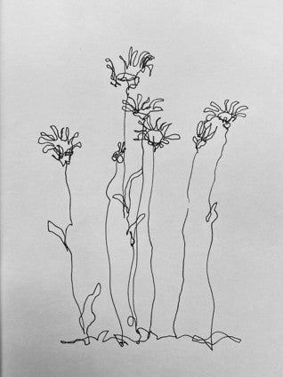 Sauvage - Daises