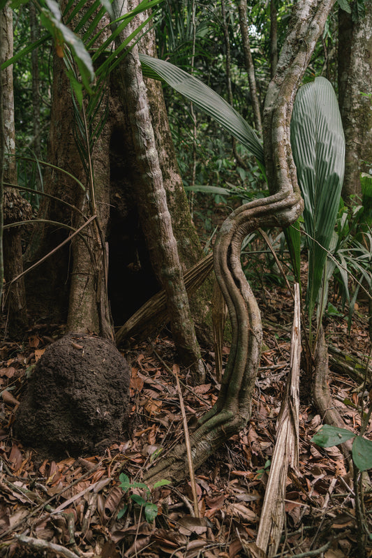 Sculptural composition of the forest